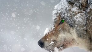 Teamwork: The Pros and Cons of Being a Lone Wolf or a Pack Animal