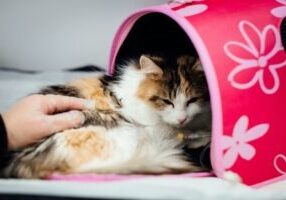A cat recovering on a medical table.