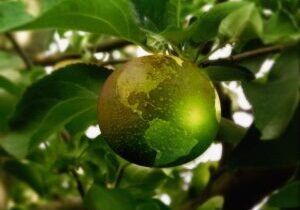 Translating Sustainability